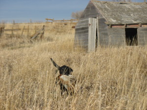 SoDak-dog-w-bird