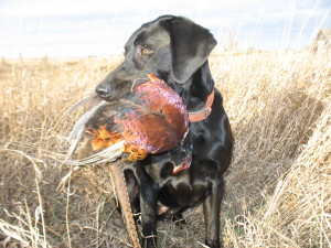 south-dakota-birding